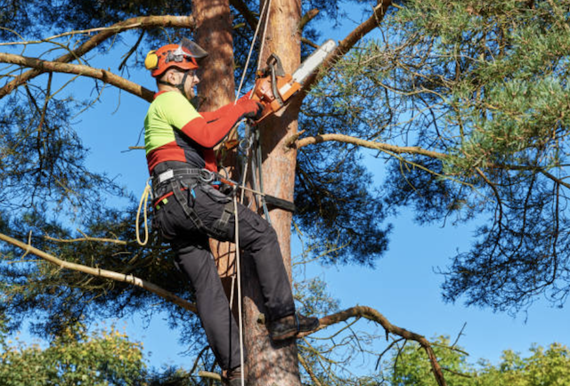 tree pruning greenville