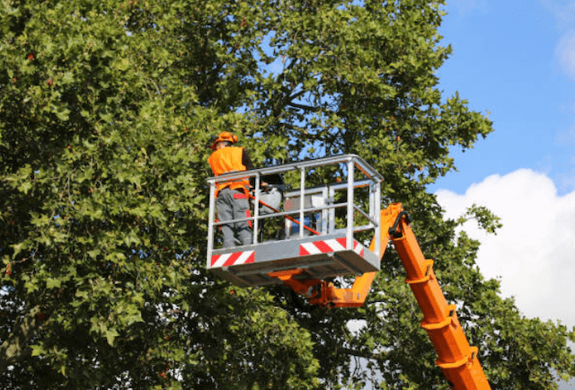 tree trimming Mauldin sc
