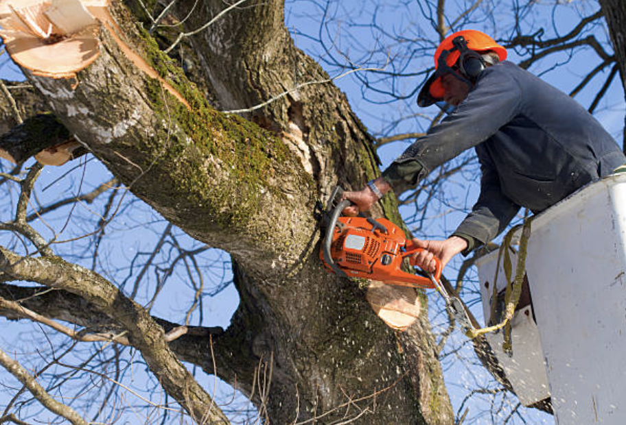 tree trimming greenville sc